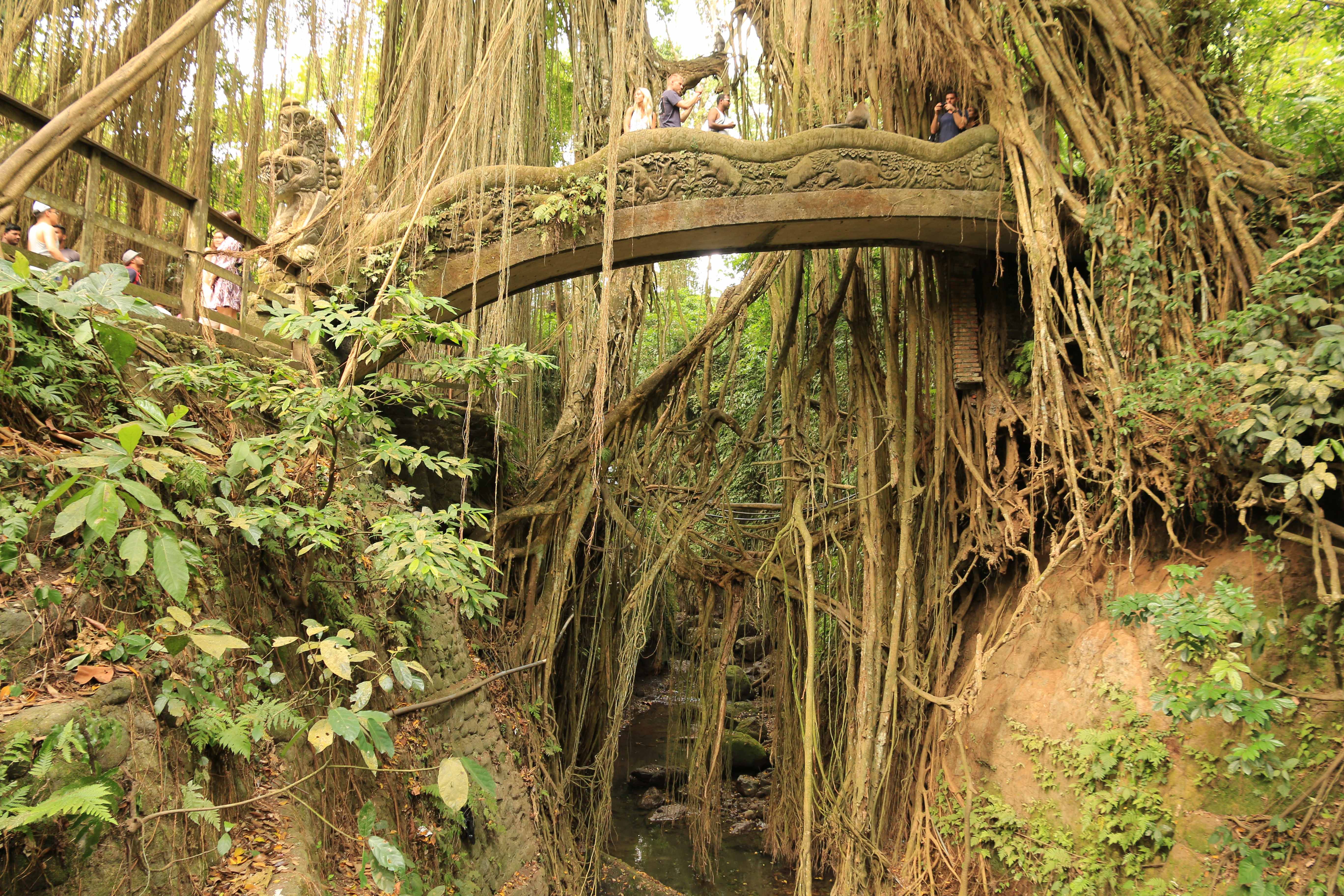 Ubud monkeys